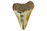 Bargain, Fossil Megalodon Tooth - North Carolina #153056-1
